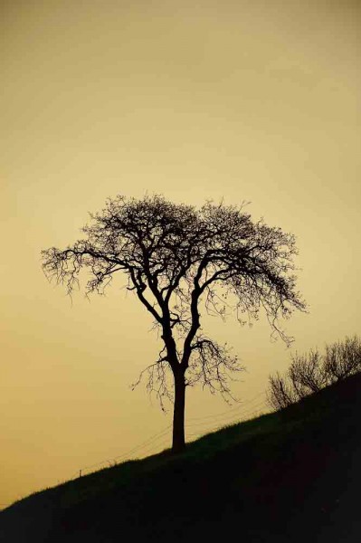 Lone Tree-2